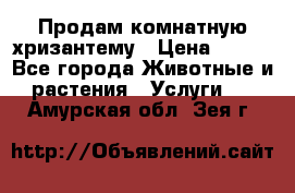 Продам комнатную хризантему › Цена ­ 250 - Все города Животные и растения » Услуги   . Амурская обл.,Зея г.